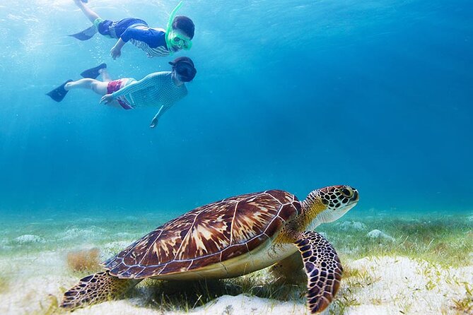 Half-Day at Green Cay Bahamas Snorkeling with Turtles - What a 4-Hour Nassau Turtle and Reef Plan Really Feels Like
