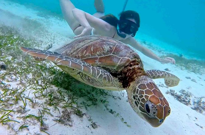 Half-Day at Green Cay Bahamas Snorkeling with Turtles - Price and Value: $1,500 Per Group, Up to 10 People