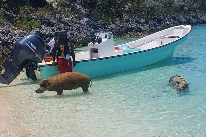 HALF DAY Swiming Pigs and Sharks Tour (Nassau to Exuma by Plane) - Flying From Nassau to Staniel Cay: The Day Starts Moving