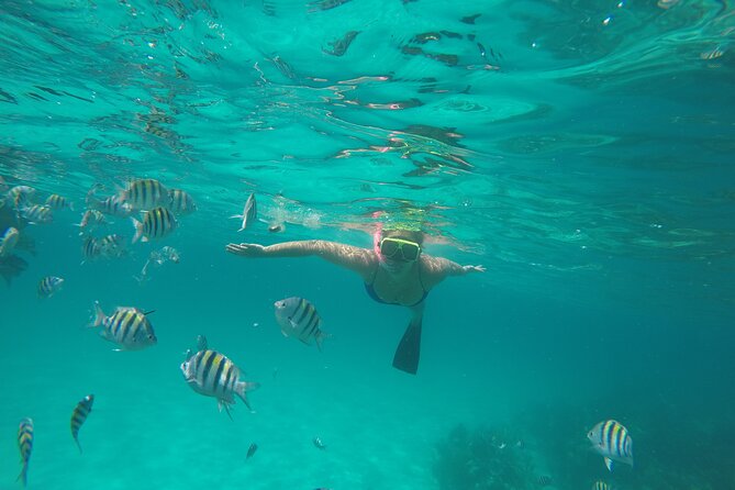 Half Day Swimming Pigs on Rose Island, Snorkeling and Lunch - Green Cay sea turtles from the boat: short, satisfying wildlife spotting