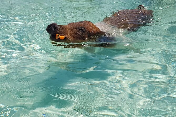 Honor Roll Private Bahamas Boat Charter - Atholl Island and the swimming pigs: fun, but expect extra cost
