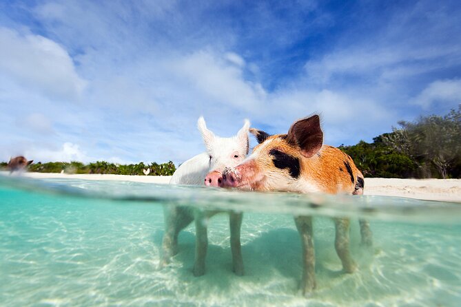 Nas: 3 islands Tour ,snorkel, Turtles, pigs and lunch - Key Points I’d Prioritize Before You Go
