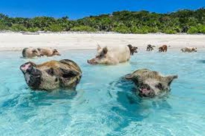 Nas: 3 islands Tour ,snorkel, Turtles, pigs and lunch - Stop 2: Rose Island Lunch at a Floating Bar and Grill