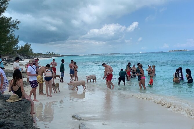 Nas: 3 islands Tour ,snorkel, Turtles, pigs and lunch - Stop 3: Green Turtle Cay Snorkeling for Fish and Turtles
