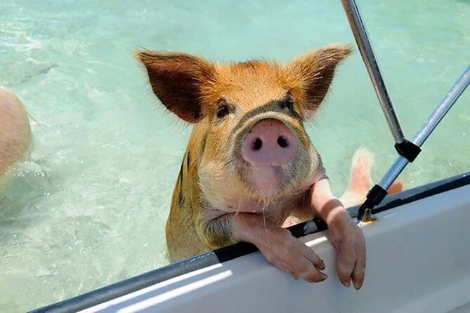 Nas: 3 islands Tour ,snorkel, Turtles, pigs and lunch - Where It Starts: Jimmy Buffett’s Margaritaville, Paradise Island