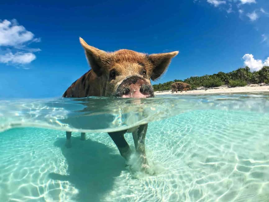 Nassau: 3-Island Snorkel Tour with Pigs, Beach Club, & Lunch - A 4-hour “three islands” plan that doesn’t feel rushed