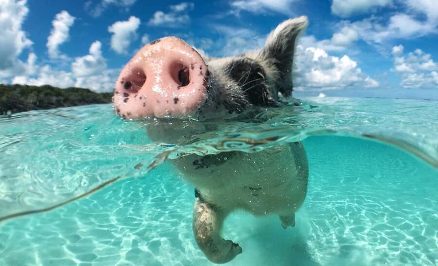 Nassau: 3-Island Snorkel Tour with Pigs, Beach Club, & Lunch - Green Cay snorkeling: sea turtles and the reef close up