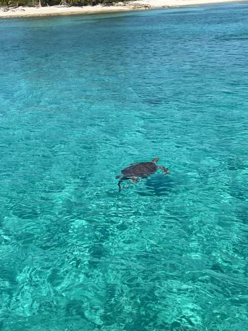 Nassau: 3 Islands Boat w/ Swimming Pigs, Snorkeling & Turtle - Green Cay turtle spotting: serene viewing, but it’s not a long safari