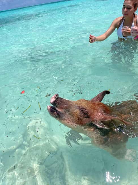 Nassau: 3 Islands Boat w/ Swimming Pigs, Snorkeling & Turtle - What you get for $175, and when it feels like value