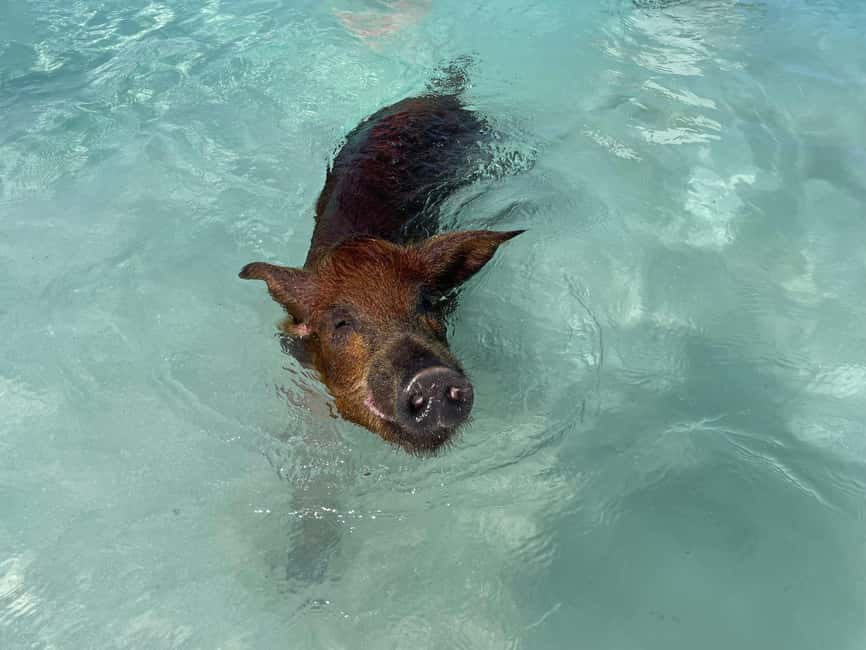 Nassau: 3 Islands Boat w/ Swimming Pigs, Snorkeling & Turtle - Practical tips: what to bring, what to expect on the day