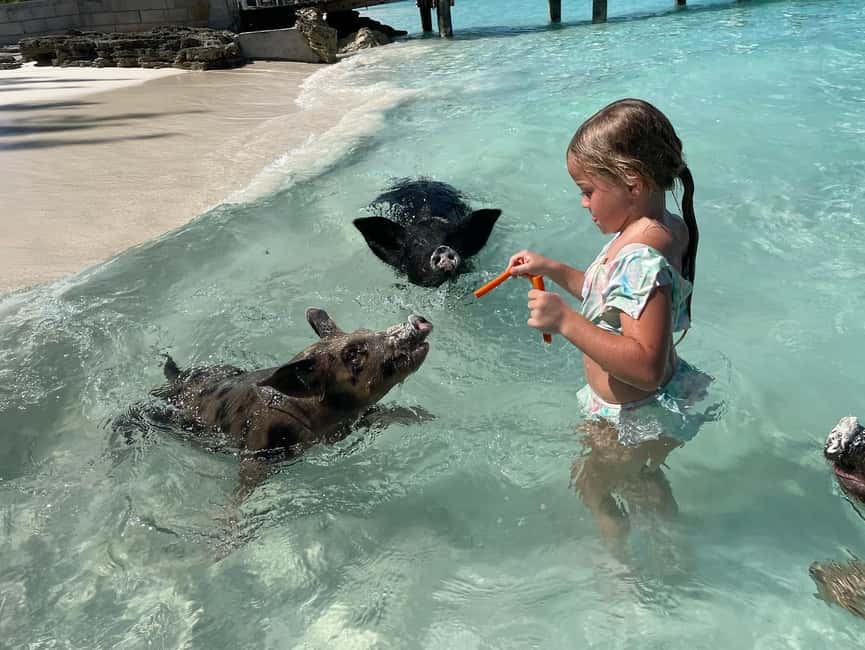 Nassau: 3 Islands Boat w/ Swimming Pigs, Snorkeling & Turtle - Pearl Island snorkeling: reef fish time without overcomplicating it