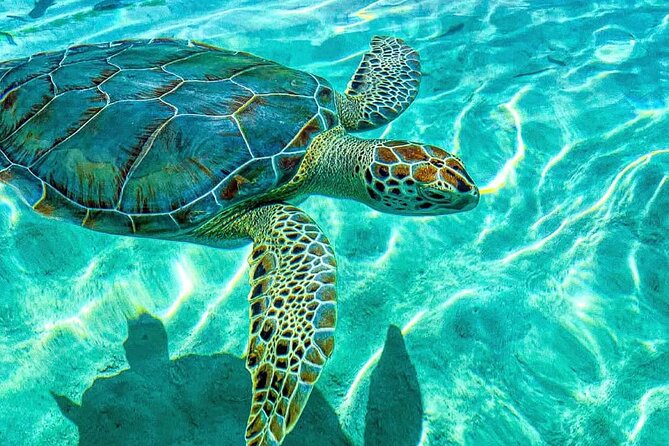 Nassau: 3 islands Pigs,Turtles,Snorkel & Beach Club with lunch - Nassau pigs and turtles: why this 3-island format works