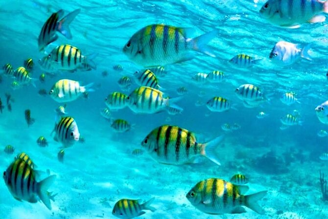 Nassau: 3 islands Pigs,Turtles,Snorkel & Beach Club with lunch - Price and value: is $175 fair for what’s included?