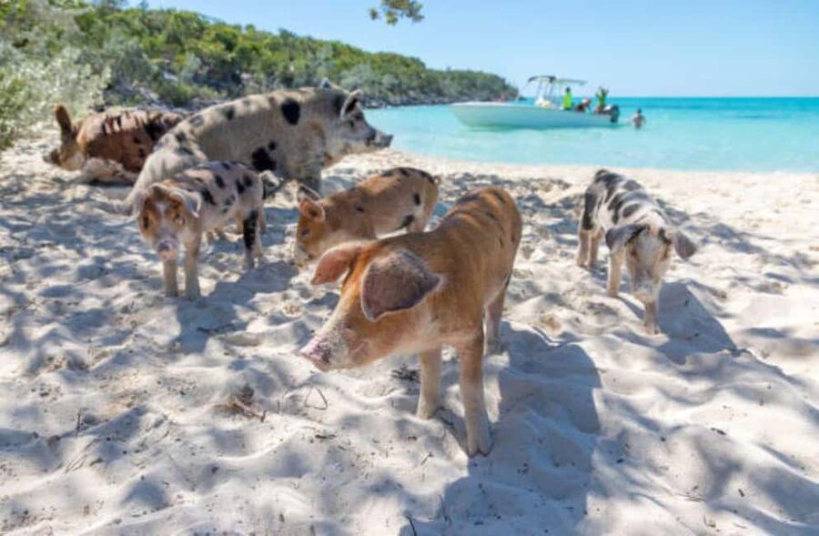 Nassau: 3 Islands Tour, Snorkel, Pig Beach, Turtles & Lunch - Who should book this Nassau 3 Islands tour, and who should skip it