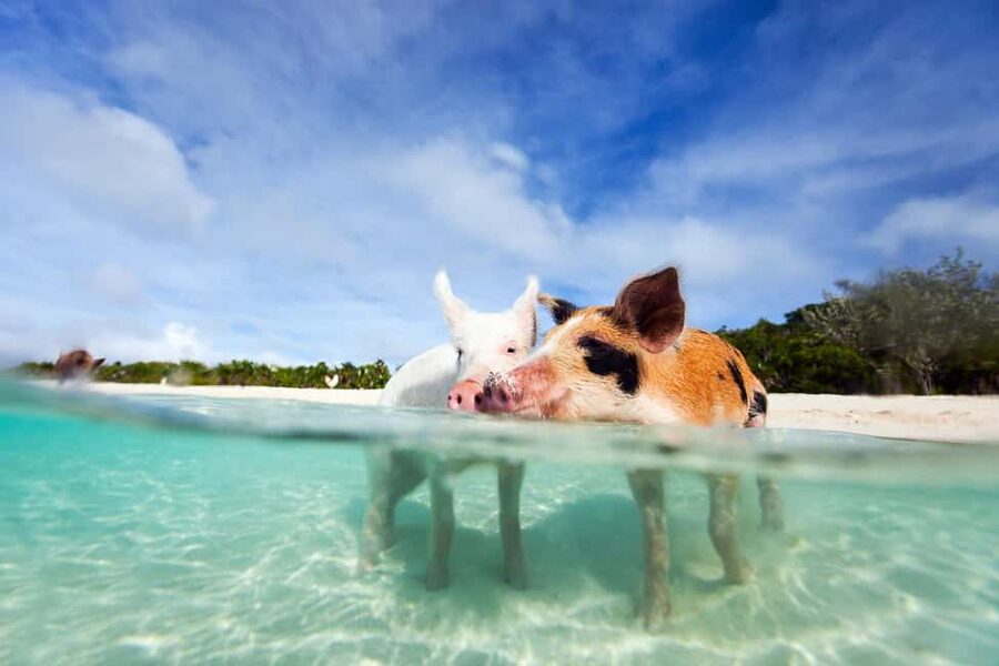 Nassau: 3 Islands Tour, Snorkel, Pig Beach, Turtles & Lunch - The four-hour format that actually works in Nassau