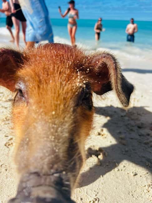 Nassau: 3 Islands Tour, Snorkel, Pig Beach, Turtles & Lunch - Pearl Island snorkeling: one hour of reef life, gear included