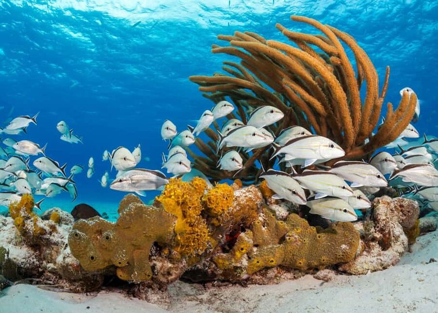 Nassau: 3 Islands Tour, Snorkel, Pig Beach, Turtles & Lunch - Rose Island: pigs, BBQ lunch, kayaking, and the private beach vibe