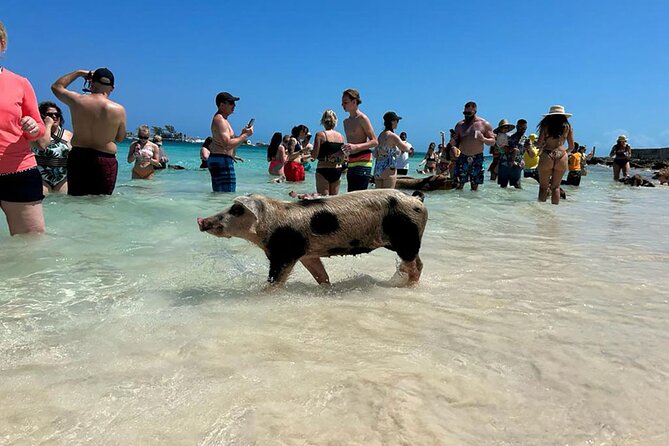 Nassau 3-stops: Snorkeling, Swimming Pigs, Turtles & Lunch - Nassau 3 Stops on a Catamaran: The Smart Way to Do Island Time