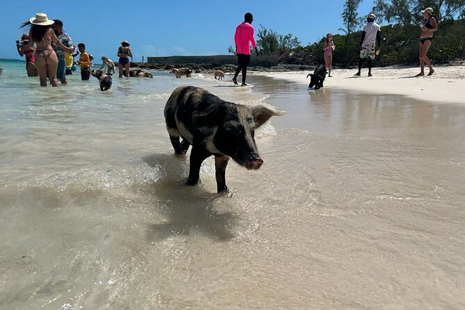 Nassau 3-stops: Snorkeling, Swimming Pigs, Turtles & Lunch - Catamaran Comfort: Why It Feels Less Chaotic Than Speed Boats