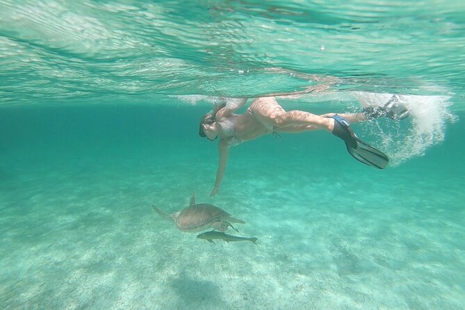 Nassau 3-stops: Snorkeling, Swimming Pigs, Turtles & Lunch - Stop Two: Pig Beach, Feeding Rules, and the Reality of Pig Moments
