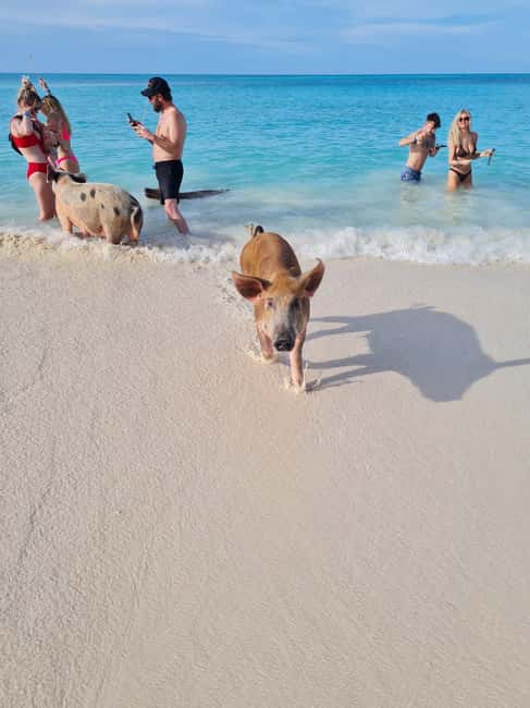 Nassau ATV & Swimming Pigs Tour - Nassau in one long day: ATV or buggy, forts, and a private island