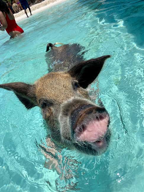 Nassau: Discover Exuma Island Hopping and Swimming Pigs Tour - A speedboat checklist for Exuma Cays in one day