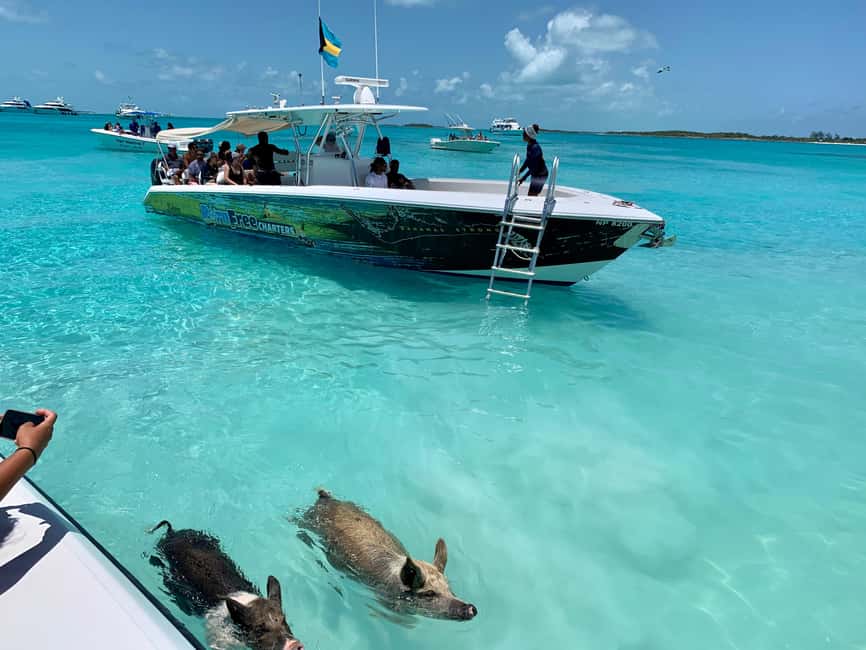 Nassau: Discover Exuma Island Hopping and Swimming Pigs Tour - Compass Cay nurse sharks under the docks