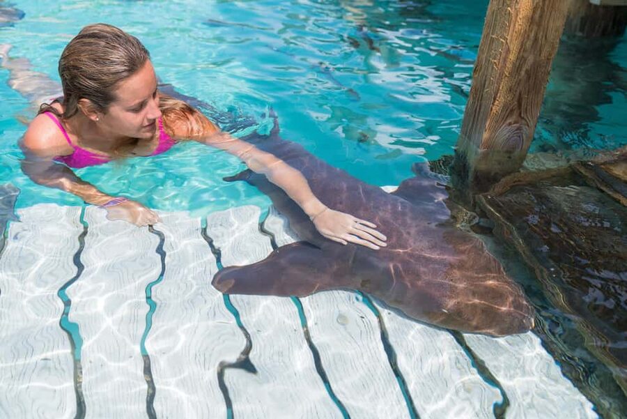 Nassau: Discover Exuma Island Hopping and Swimming Pigs Tour - From Carnivale Bahamas to Allen’s Cay, iguanas and quick island rules