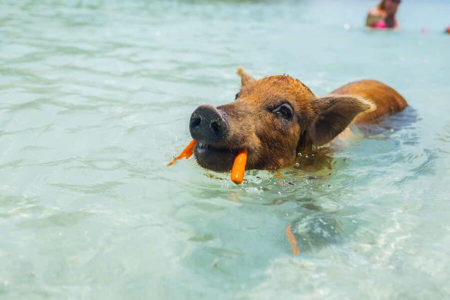 Nassau: Exuma Powerboat Day Trip - Open Bar and Buffet Lunch on the Island