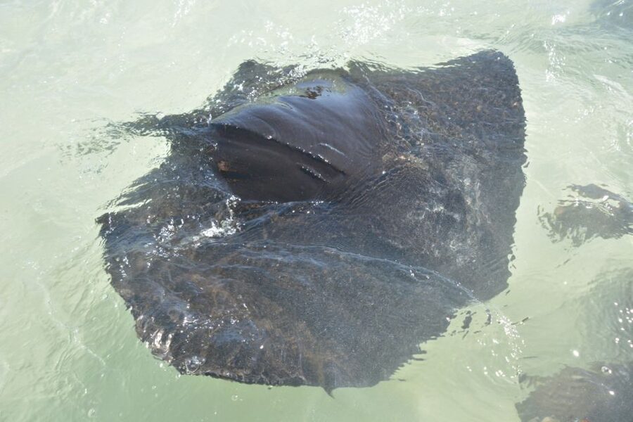 Nassau: Half-Day Guided Cay Cruise, Sea Life Watch & Snorkel - Key things you will remember from this Cay cruise