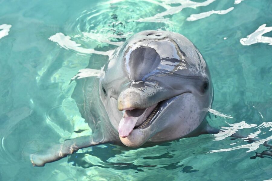 Nassau: Half-Day Guided Cay Cruise, Sea Life Watch & Snorkel - From Nassau’s harbor to Blue Lagoon Island, fast and friendly