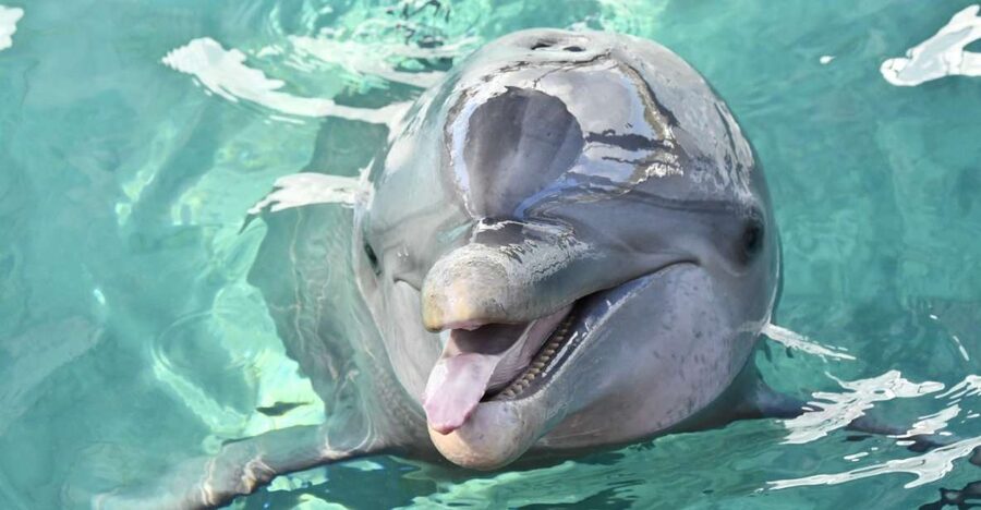 Nassau: Half-Day Guided Cay Cruise, Sea Life Watch & Snorkel - Pearl Island pig beach, where the humor is in the details