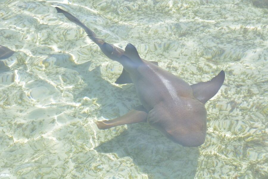 Nassau: Half-Day Guided Cay Cruise, Sea Life Watch & Snorkel - Athol Island snorkeling, the water break that makes the cruise worth it