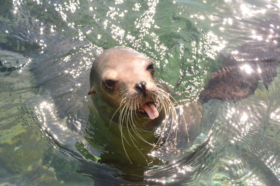 Nassau: Half-Day Guided Cay Cruise, Sea Life Watch & Snorkel - Animal rules, respect, and how to avoid the most common mistakes