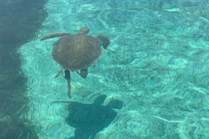 Nassau: Half Day Reef Snorkeling, Turtles & Swimming Pigs - Turtles: your chance to see them up close