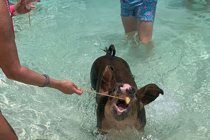 Nassau: Half Day Reef Snorkeling, Turtles & Swimming Pigs - The boat experience: comfortable, intimate, and made for families