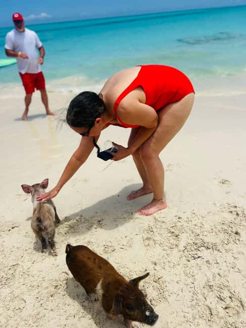 Nassau: Half-Day Swimming Pigs, Reef Snorkel & Beach Club - Green Cay Wildlife Stop: Turtle Watching in a Short Window