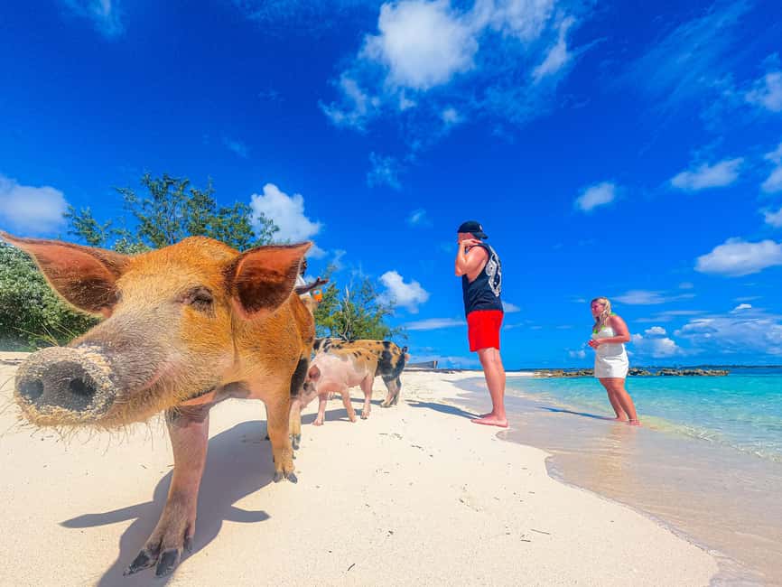 Nassau: Pigs Beach Trip by Boat with Swimming and Feeding - Pearl Island beach time is where you recharge (and where schedules can feel tight)