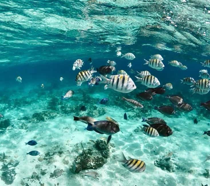 Nassau: Pigs, Snorkel, Turtles, Lunch, Private Beach Club - Price and value: is $139 per person a good deal?