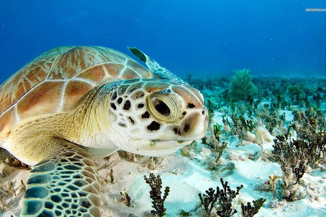 Nassau: Private Island & Snorkeling, Turtles, Drinks, & BBQ - Private island day starts with a 40-foot speedboat and a harbor show