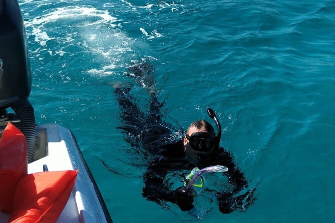 Nassau: Private Island & Snorkeling, Turtles, Drinks, & BBQ - Green Turtle Cay: turtle viewing time with clear rules