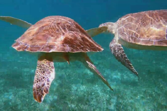 Nassau: Private Island & Snorkeling, Turtles, Drinks, & BBQ - How to plan your day like a pro (what to bring)