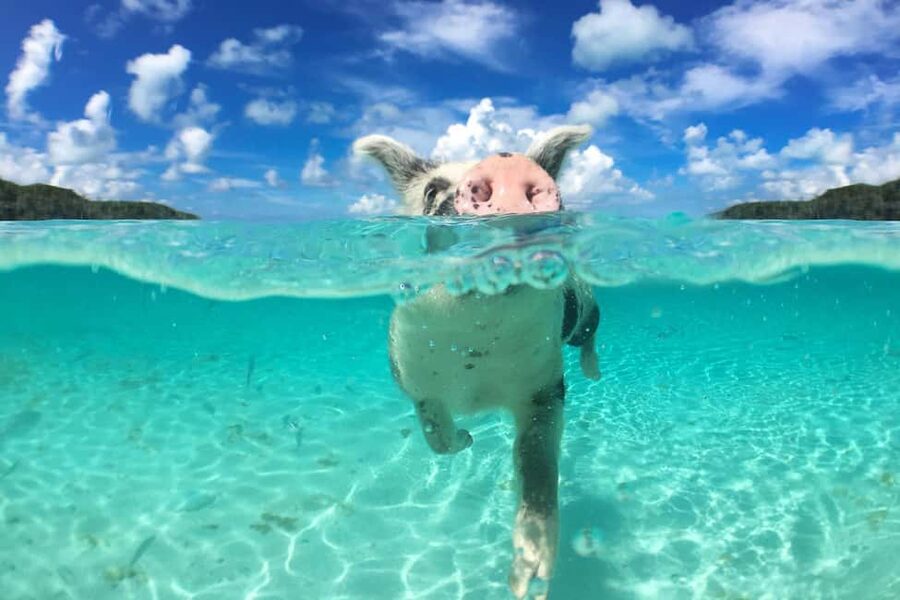 Nassau: Rose 3-Island Tour with Snorkeling and Lunch - Athol Island swimming pigs: fun, controlled, and very memorable