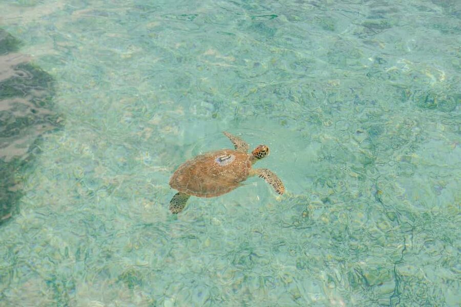Nassau: Rose Island's Sand Dollar Beach Resort - Price and Value: Does $75 Make Sense?