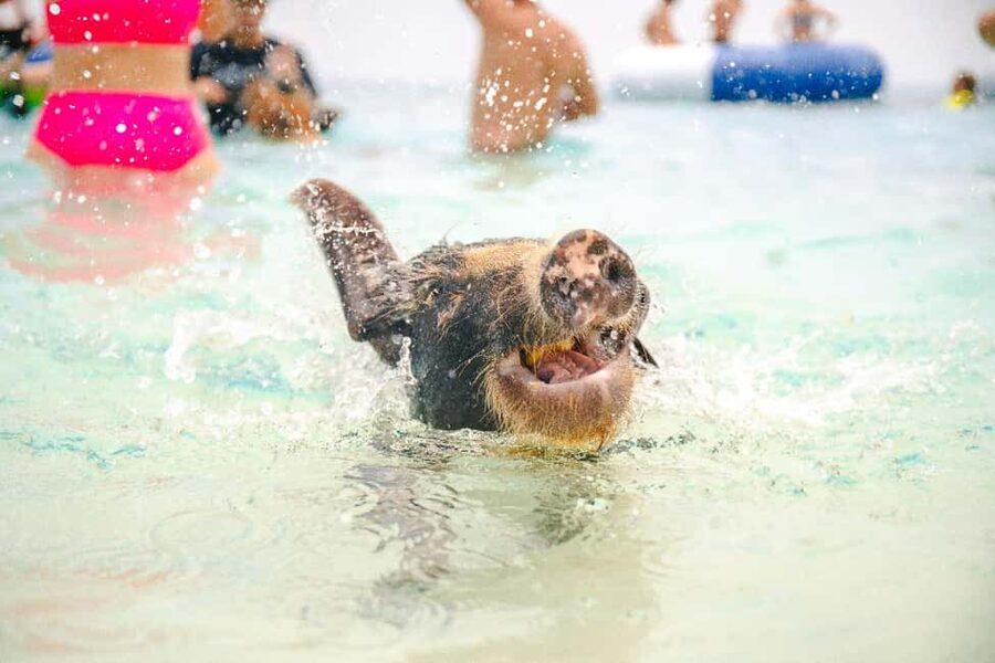 Nassau: Rose Island's Sand Dollar Beach Resort - Turtle Spotting and Snorkel Gear: Make the Water Time Count