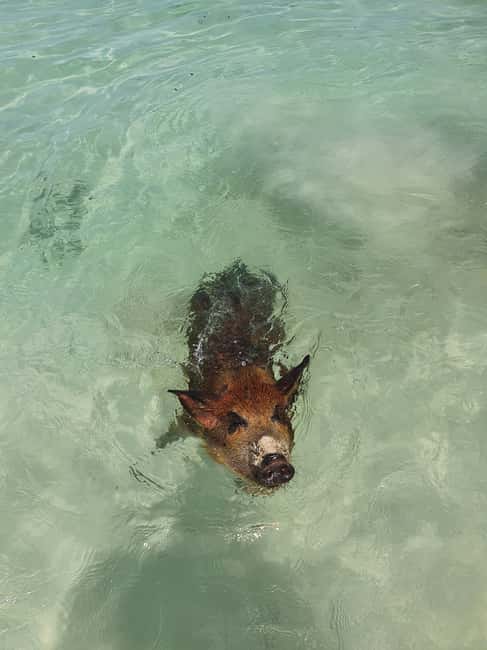 Nassau: Rose Island Swimming Pigs & Turtles Snorkeling Tour - Should you book this tour?