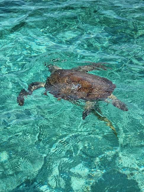Nassau: Rose Island Swimming Pigs & Turtles Snorkeling Tour - A fast boat day from Paradise Island to Rose Island
