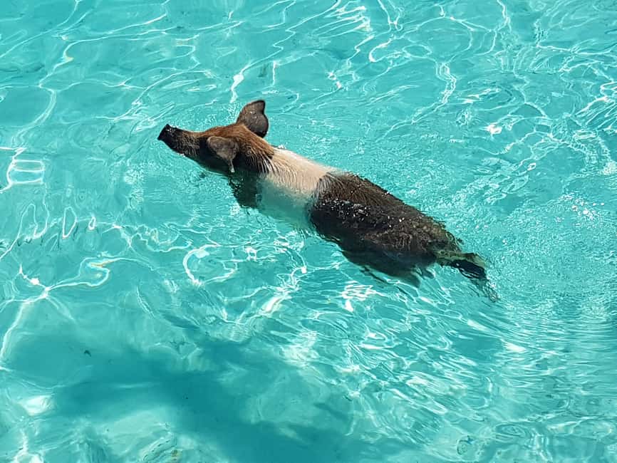 Nassau: Rose Island Swimming Pigs & Turtles Snorkeling Tour - The itinerary, stop by stop: Green Cay to Rose Island beach time