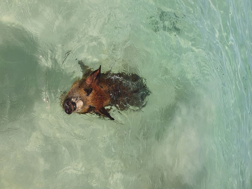 Nassau: Rose Island Swimming Pigs & Turtles Snorkeling Tour - Who should book this Nassau Rose Island pigs and turtles tour