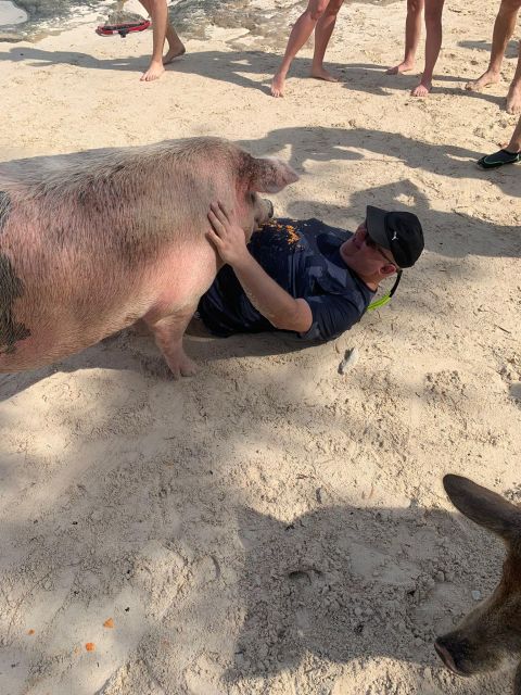 Nassau: Self-Drive Speedboat Ride and Pig Swimming Encounter - Anthol Island and the Swimming Pigs: Feeding Time Is the Main Event